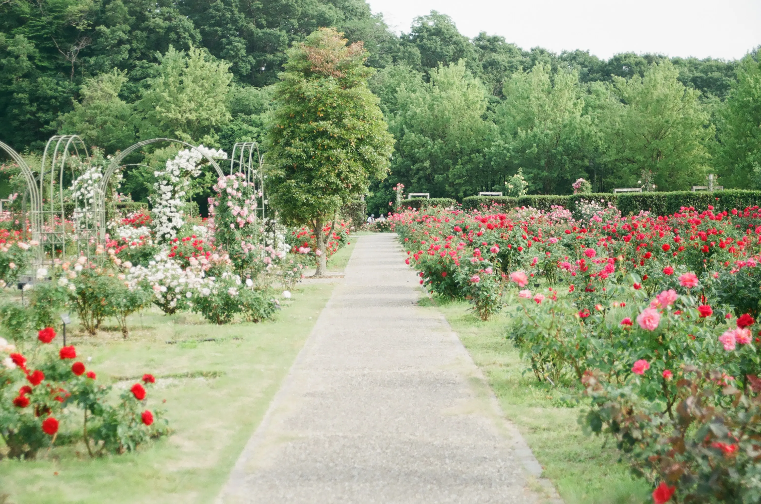 Joli Jardin avec fleurs rouges et roses - location saisonnère